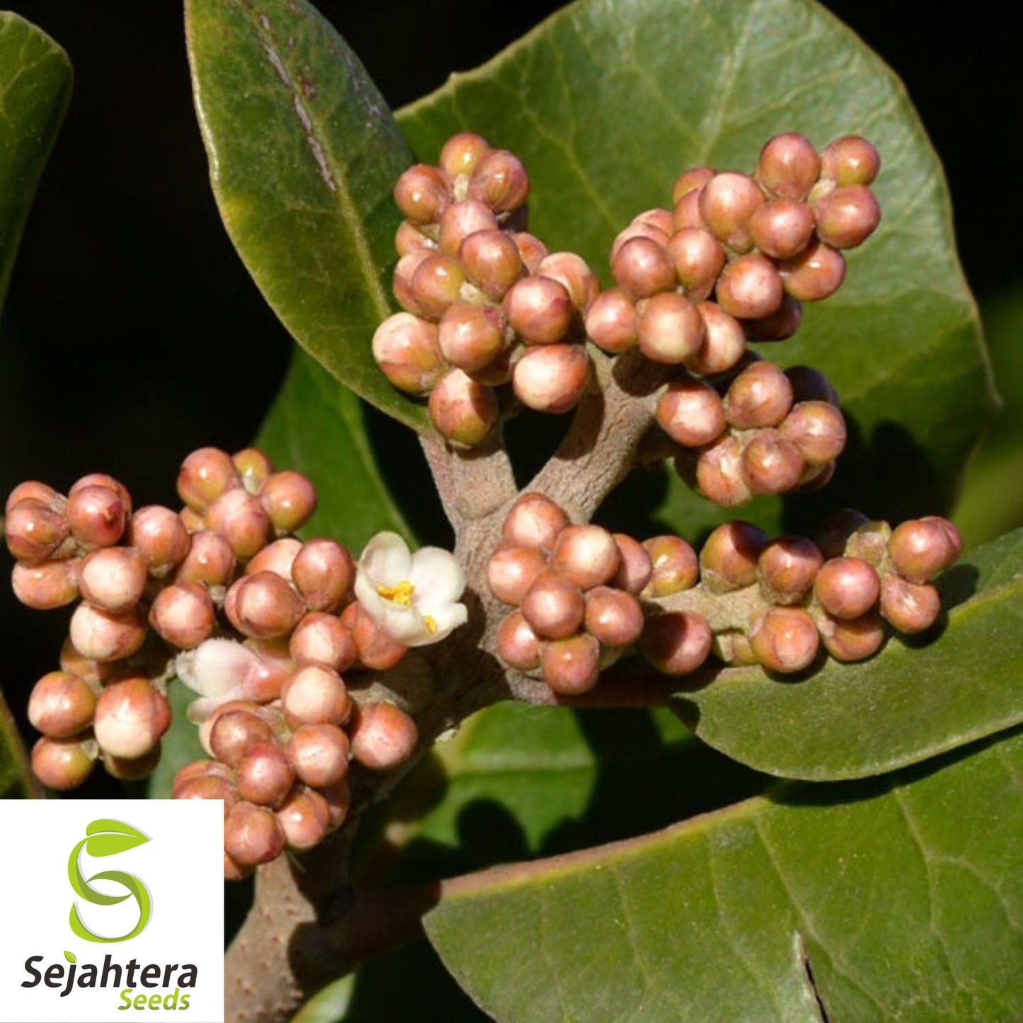 Lemonade Berry Seeds {Rhus integrifolia} 5 Seeds