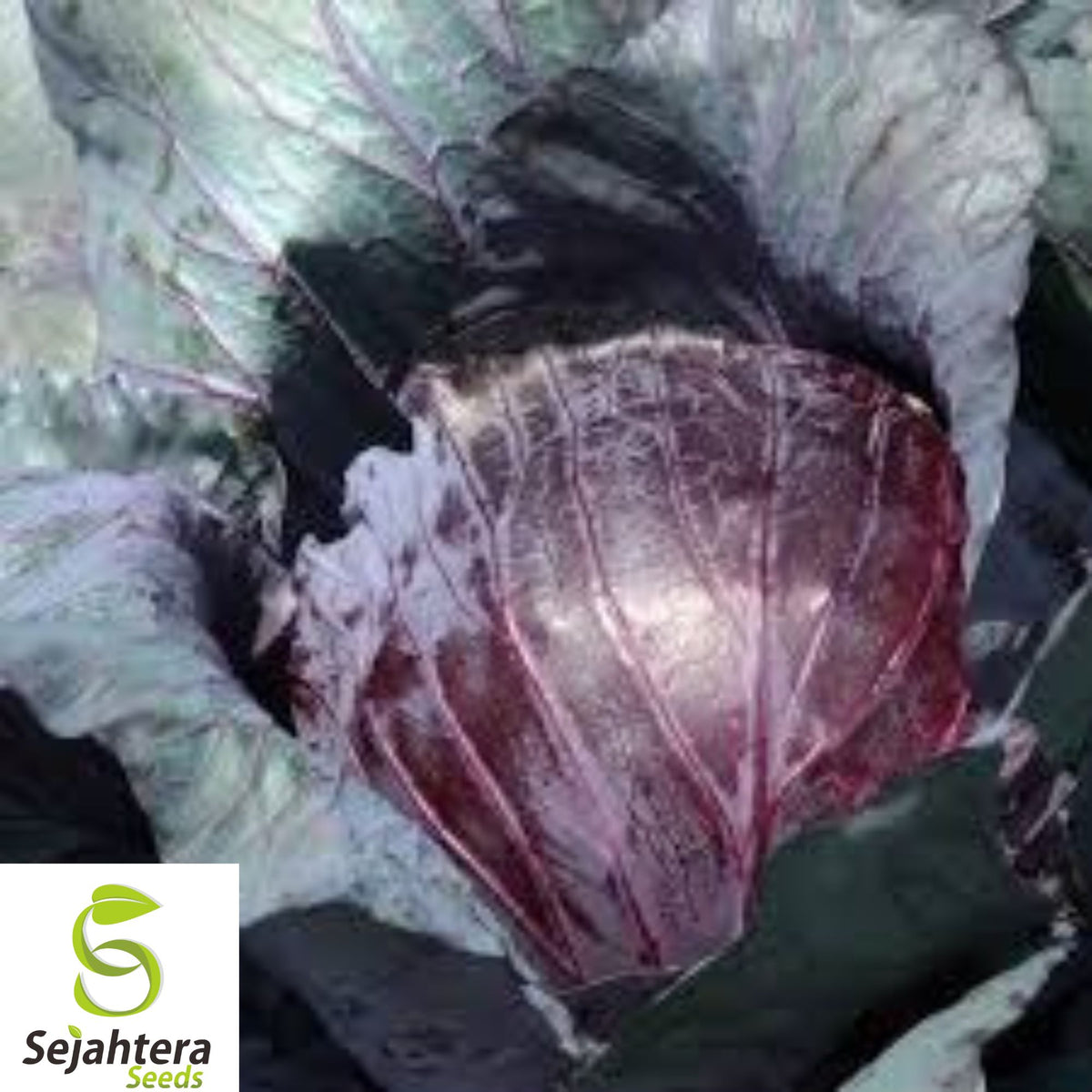 1000+ Red Acre Cabbage Seeds - Heirloom, Non-GMO, Crisp & Cold-Hardy Variety