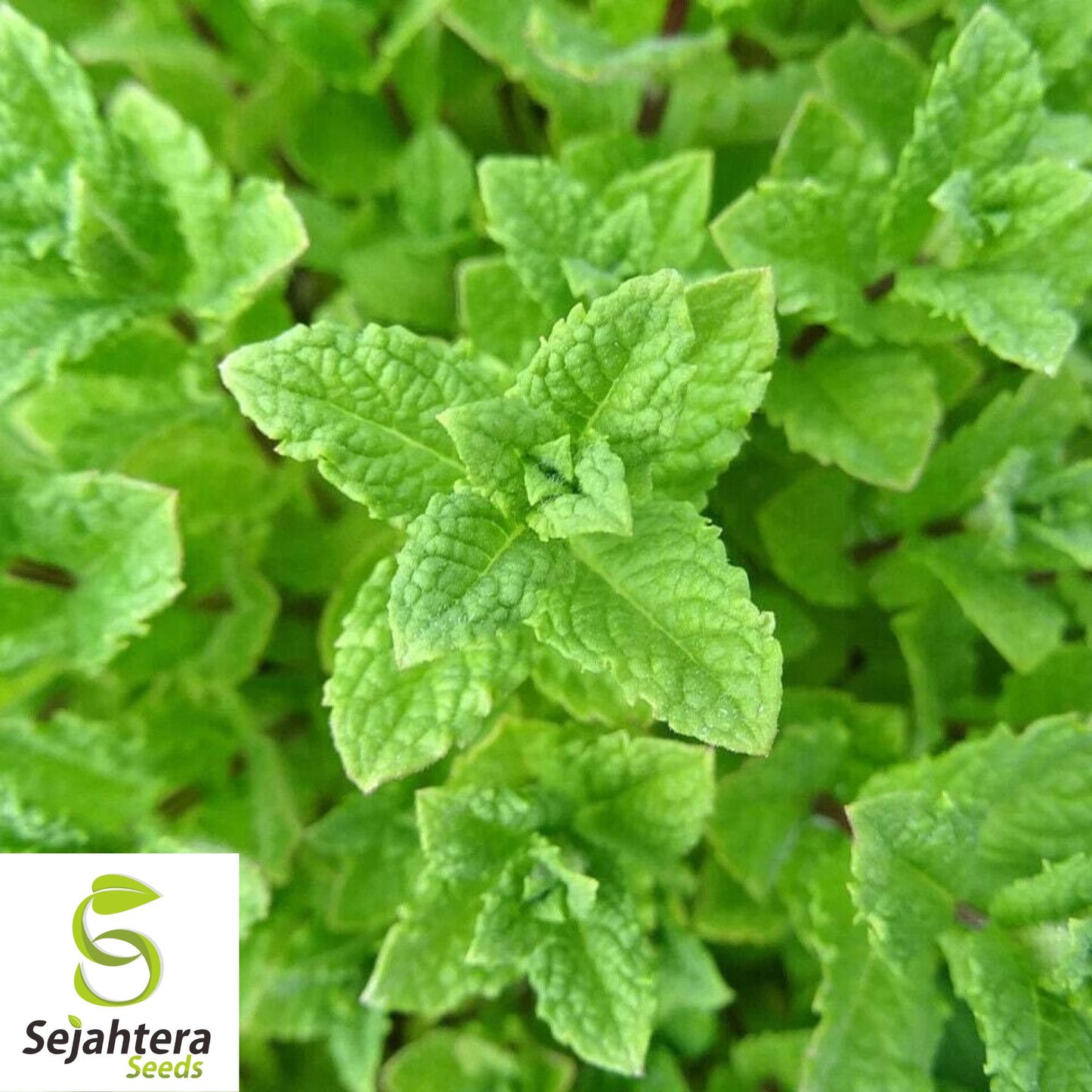 500+ Mixed Mint Seeds - Peppermint & Spearmint, Non-GMO Aromatic Herbs