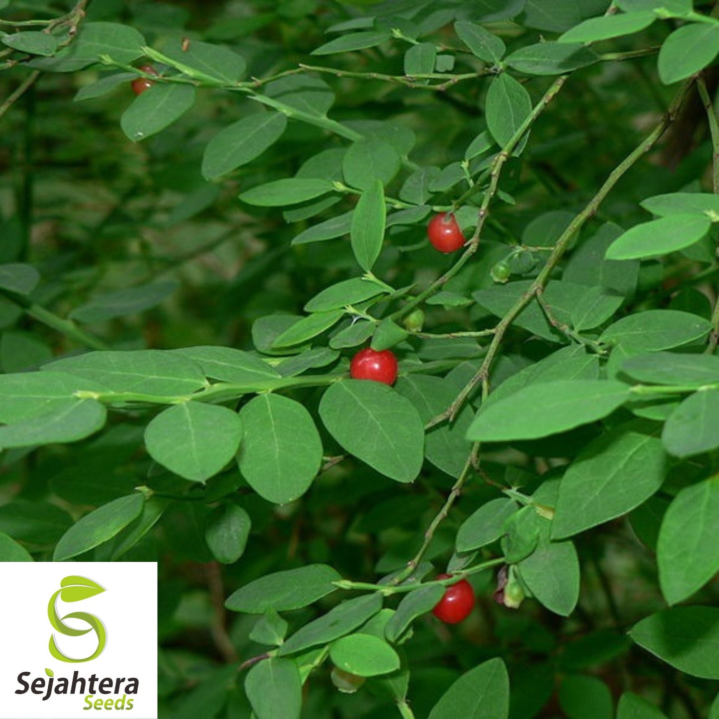 Red Huckleberry Seeds {Vaccinium parvifolium} Pre-Stratified 50+ Seeds