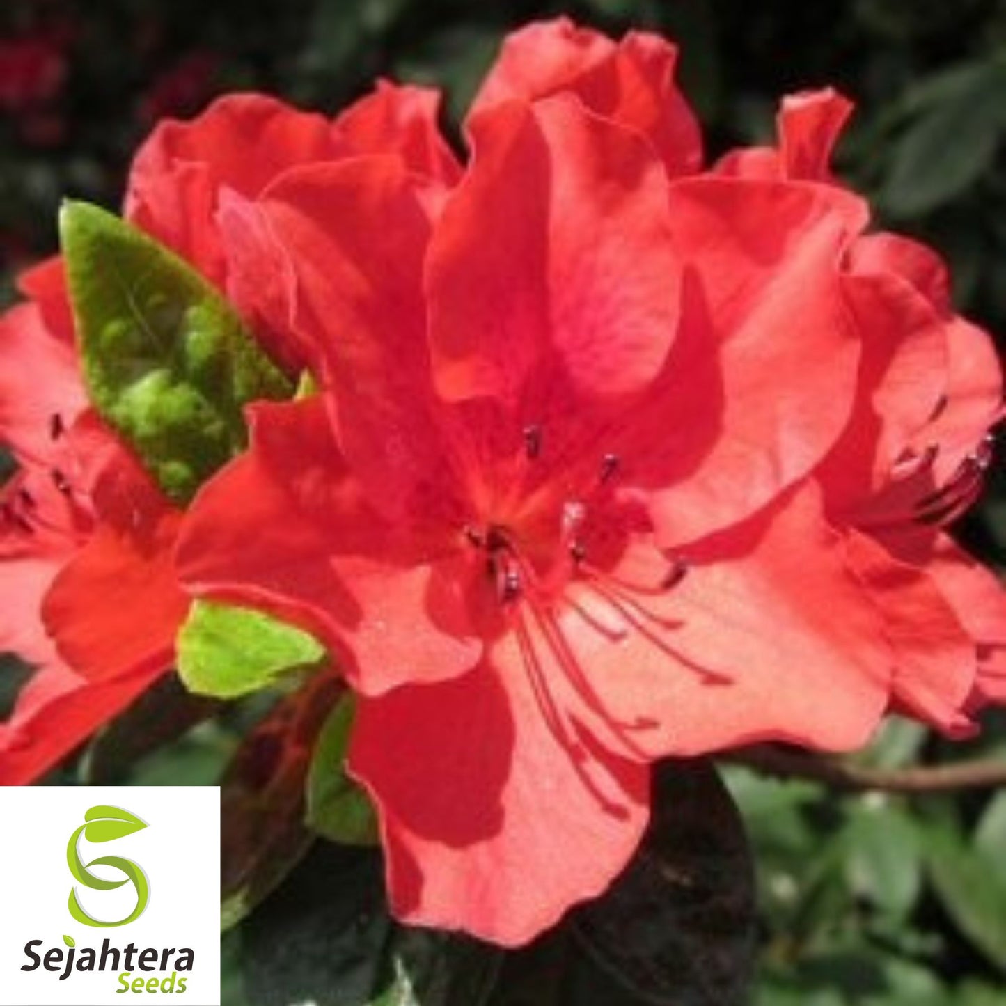 Plumleaf Azalea Seeds {Rhododendron prunifolium} Pre-Stratified 50 Seeds