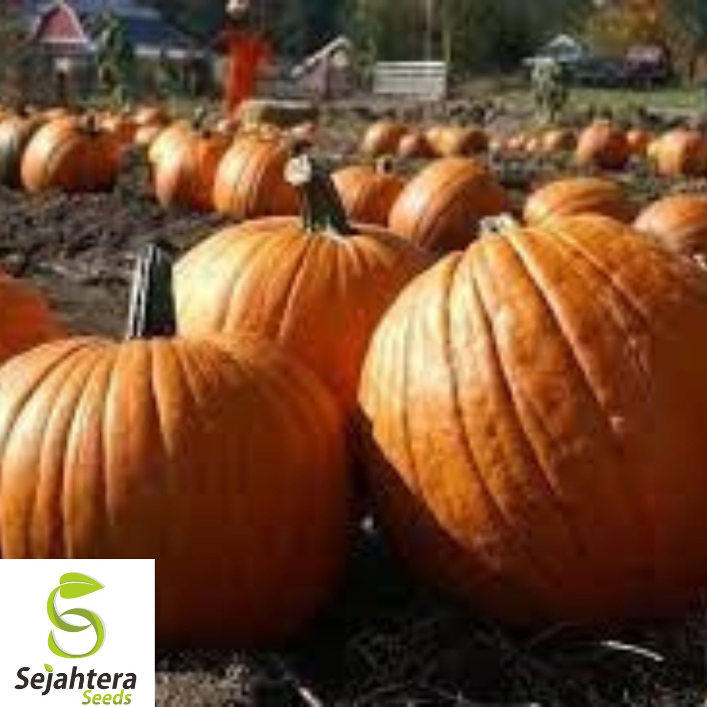 10+ Large Jack O' Lantern Pumpkin Seeds - Heirloom, 25-40 lbs, Perfect for Carving