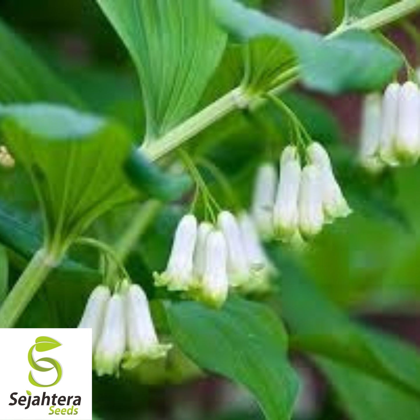 Solomon's Seal Seeds {Polygonatum bi-florum} NON-GMO | Heirloom 10 Seeds