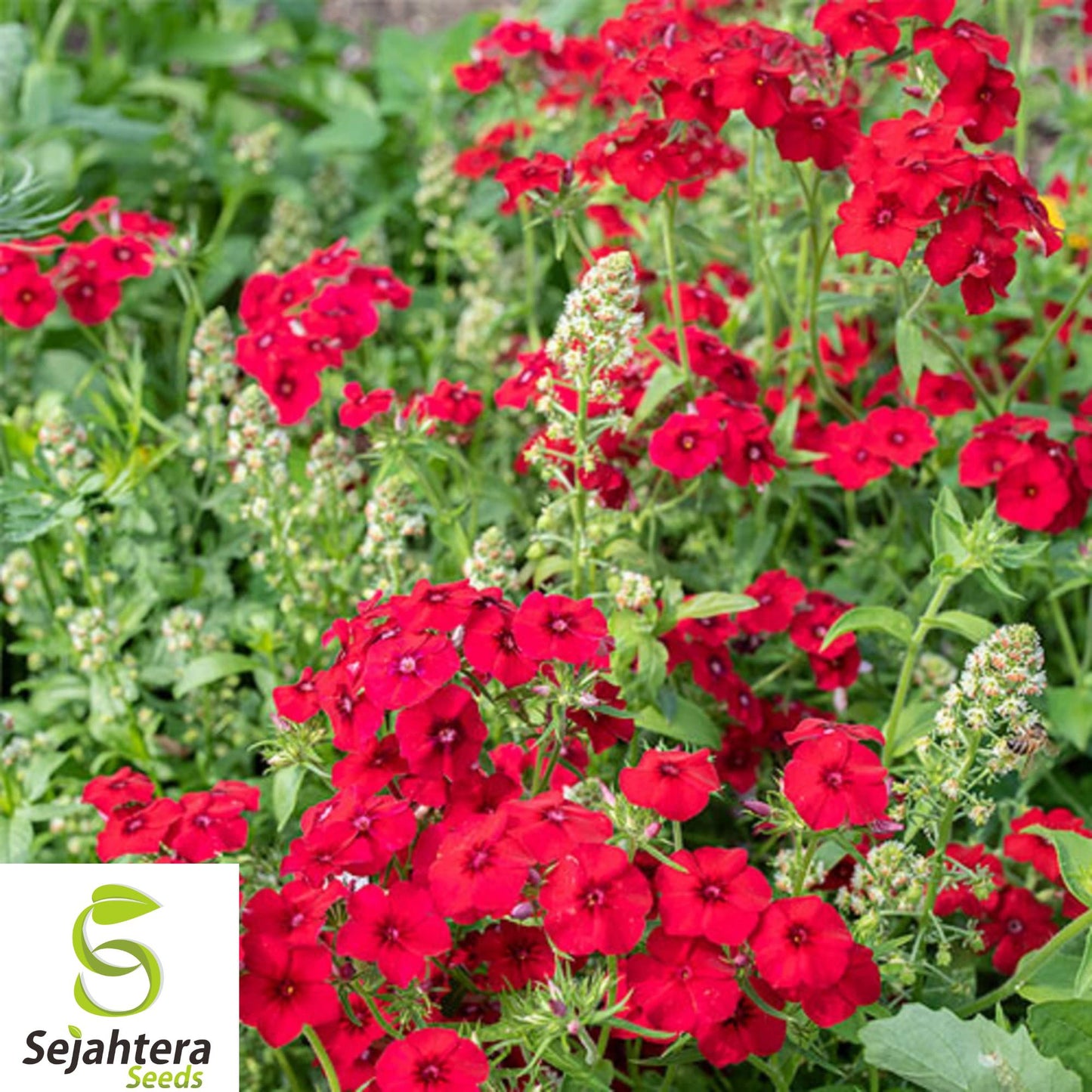 100+ Red Scarlet Phlox Seeds - Phlox Drummondii, Heirloom, Non-GMO, Bright Blooms