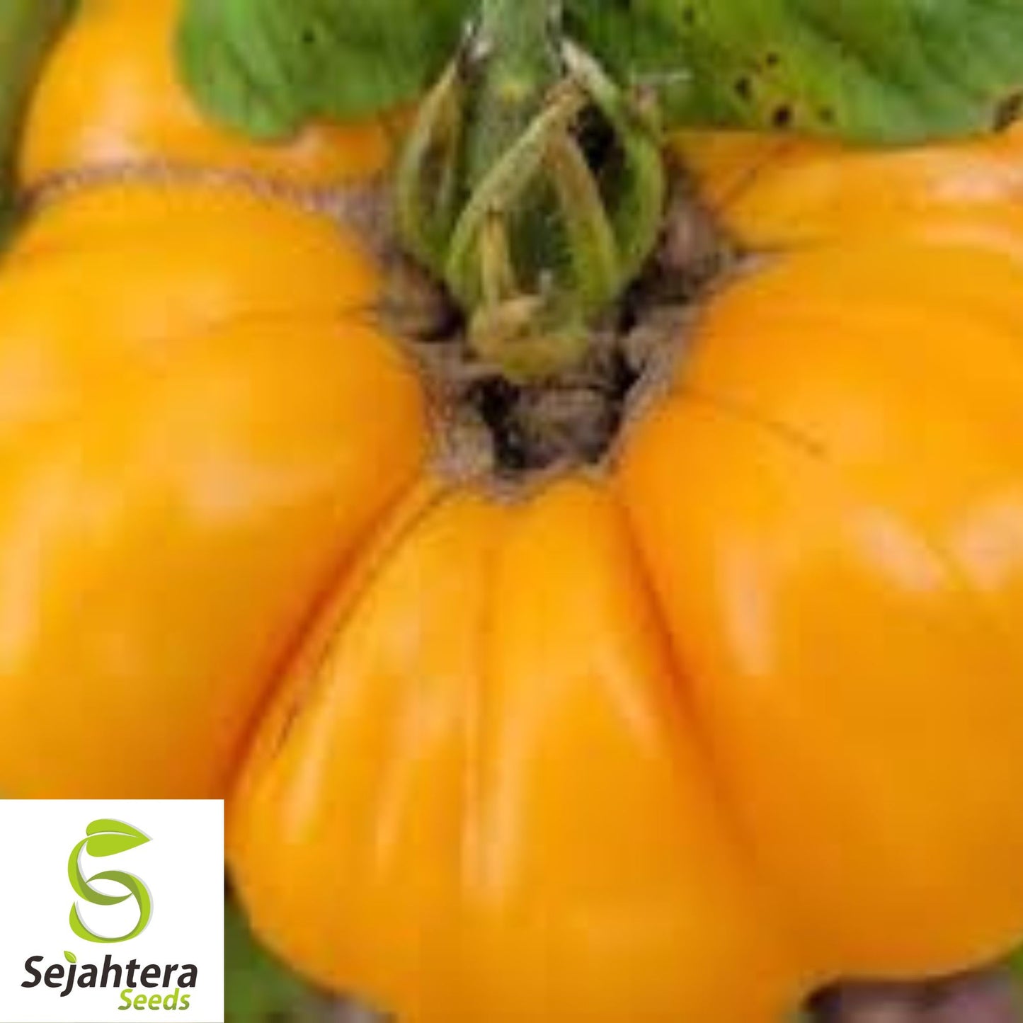 Yellow Brandywine Tomato Seeds - 30+ Heirloom, Organic, Non-GMO & Fresh