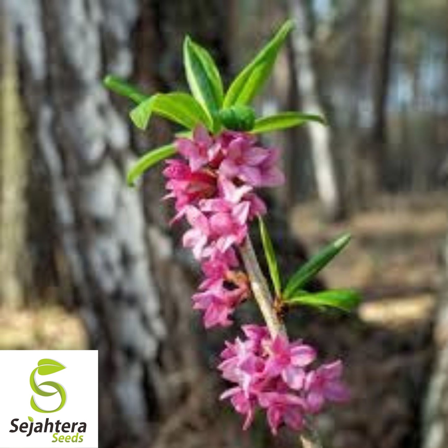 Paradise Plant Seeds {Daphne mezereum} 10 Seeds for Gardens