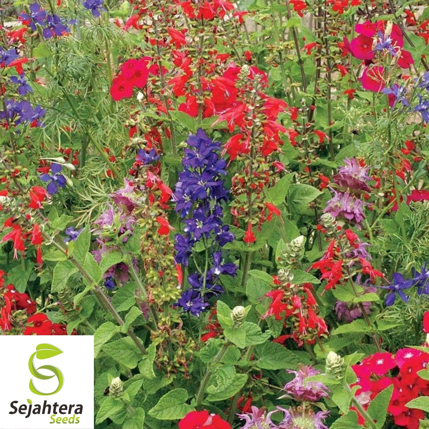 Wildflower Shade Mix 20 Hand-Selected Species | 300+ Seeds
