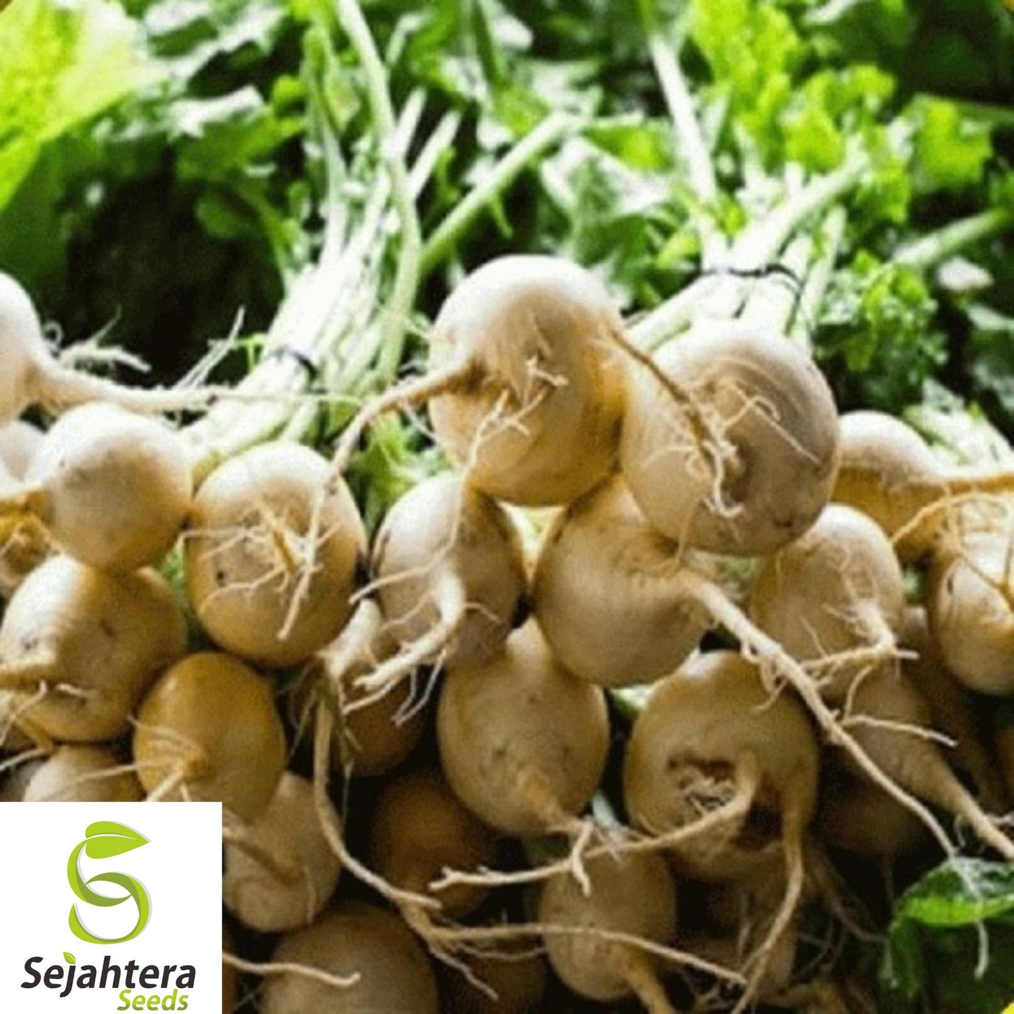 250+ White Albino Beet Seeds - Heirloom, Organic, Non-GMO, Sweet & Mild Flavor