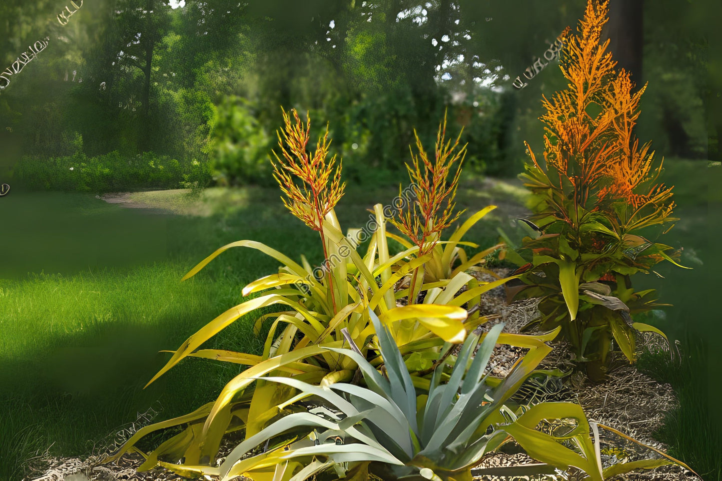Aechmea Yellow Berries Plant in 9" Pot - Bromeliad Variety for Indoor Garden - Aechmea 'Yellow Berries'