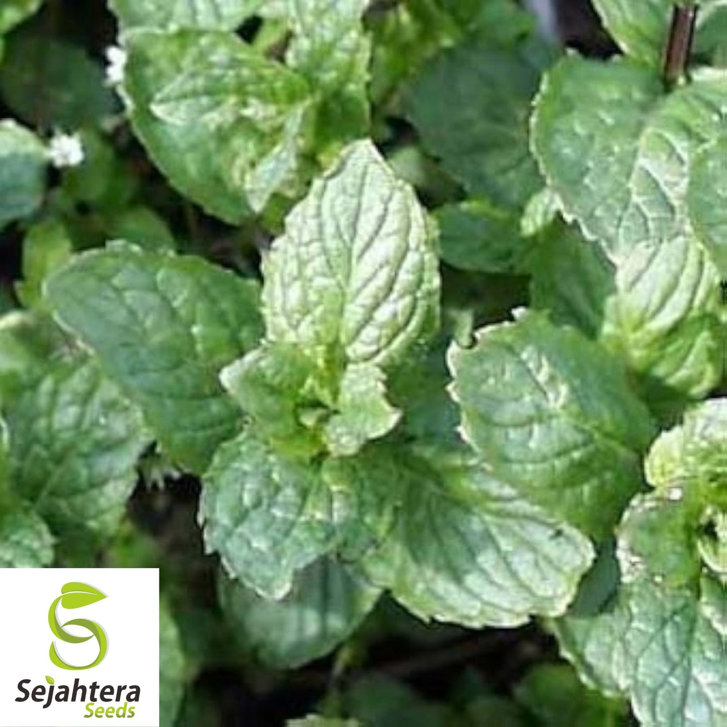 500+ Mixed Mint Seeds - Peppermint & Spearmint, Non-GMO Aromatic Herbs