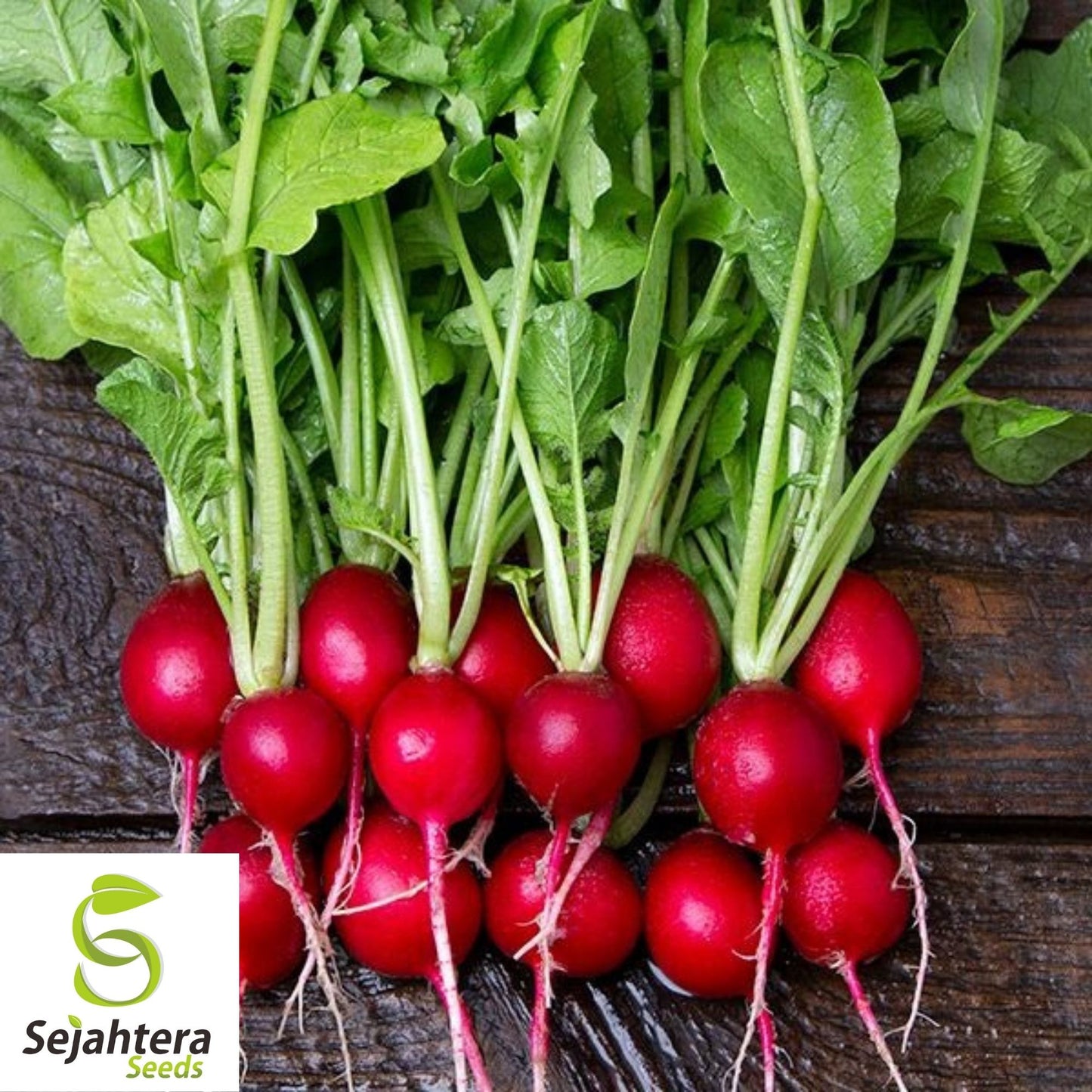 Cherry Belle Radish Seeds 200 Ct | Heirloom NON-GMO Vegetable Garden USA