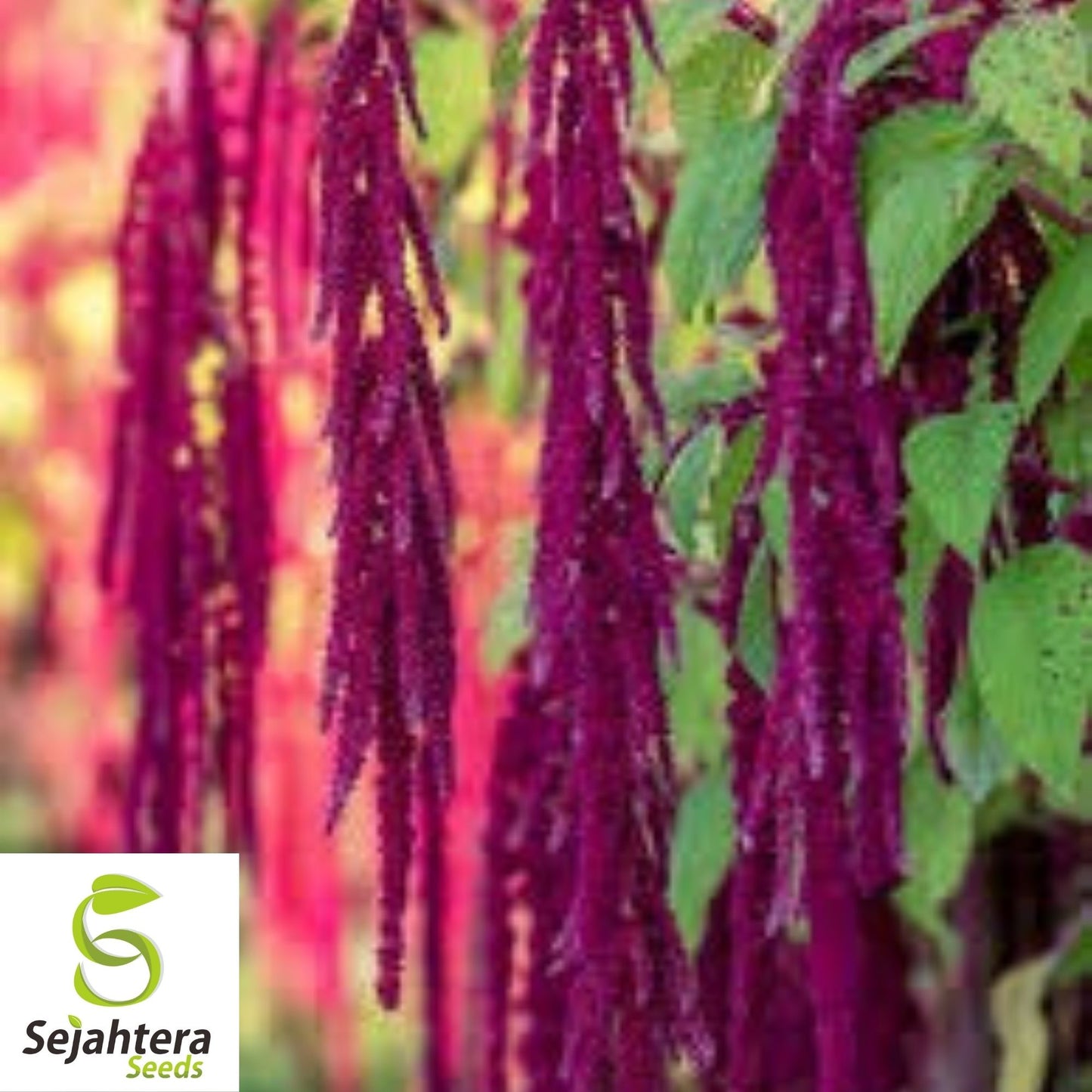 Amaranth Love Lies Bleeding Seeds 1000+ Annual CUT FLOWER NON-GMO USA