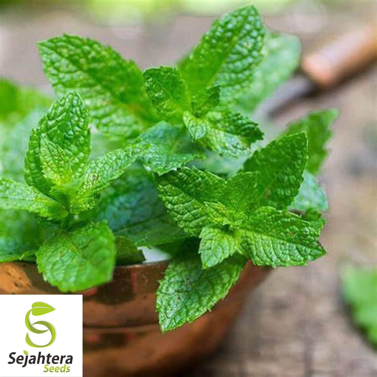 500+ Mixed Mint Seeds - Peppermint & Spearmint, Non-GMO Aromatic Herbs