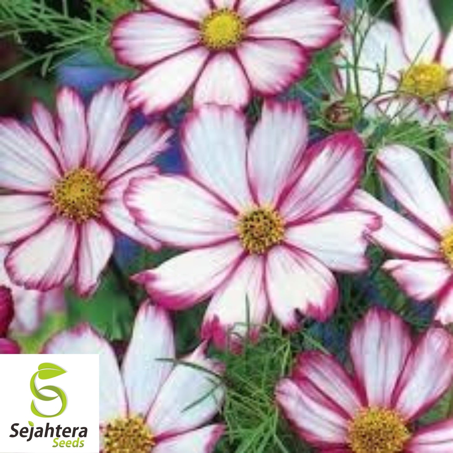 Cosmos Candy Stripe Seeds {Cosmos bipinnatus} 50+ Seeds | Vibrant Flowers