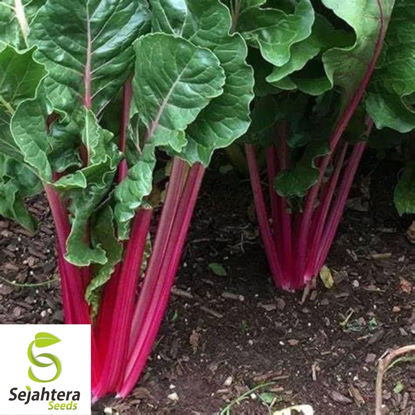 100 Pink Lipstick Swiss Chard Seeds - Heirloom, Non-GMO Vegetable Garden