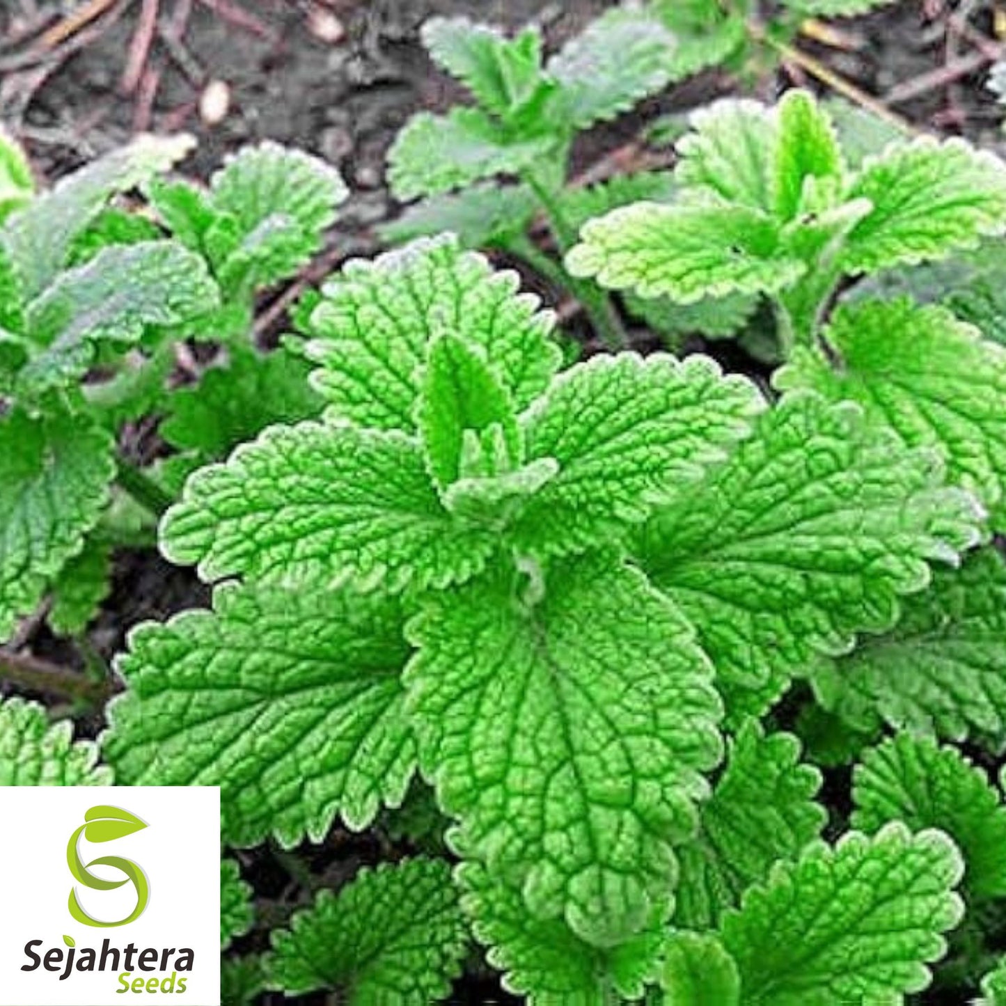 500+ Mixed Mint Seeds - Peppermint & Spearmint, Non-GMO Aromatic Herbs