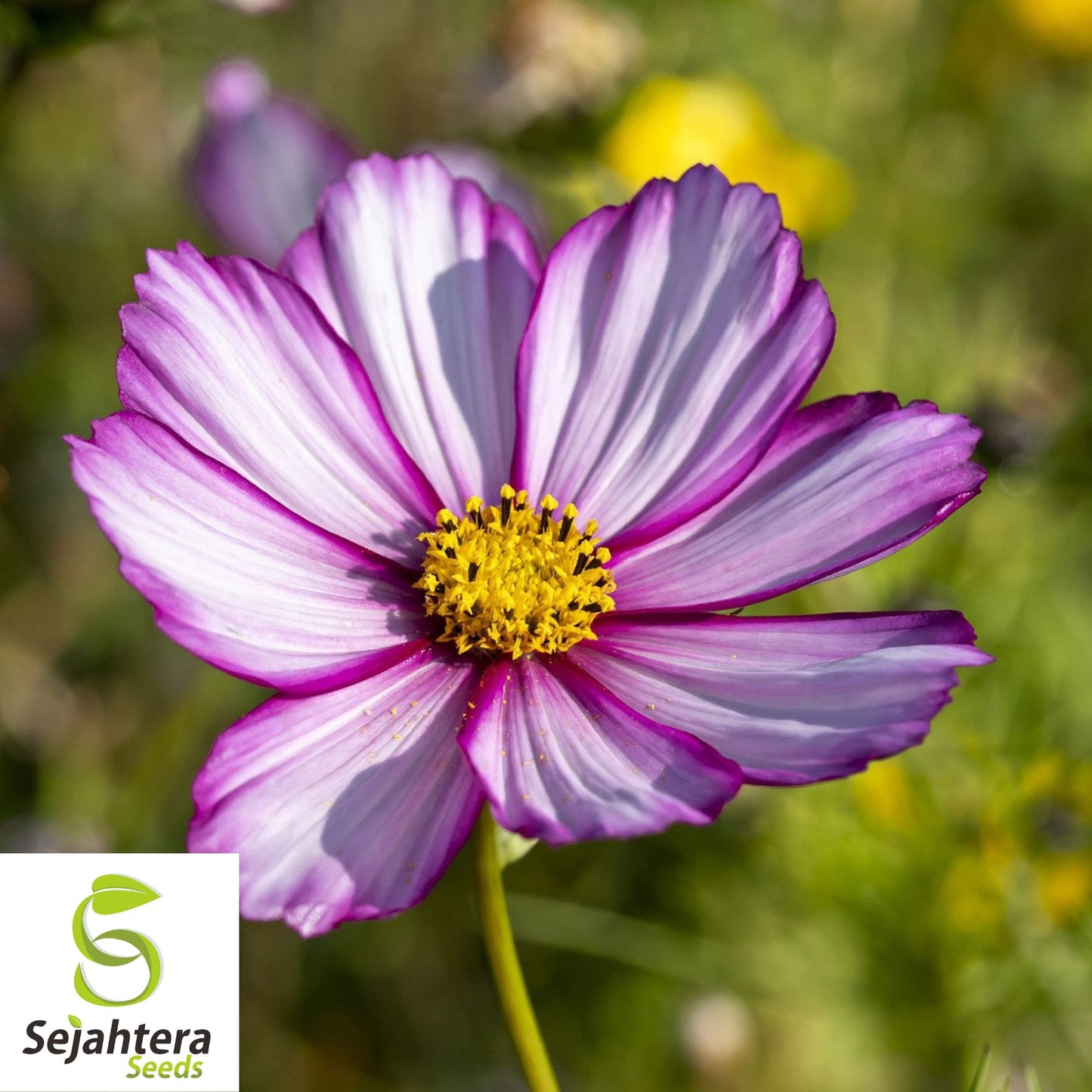 Cosmos Candy Stripe Seeds {Cosmos bipinnatus} 50+ Seeds | Vibrant Flowers