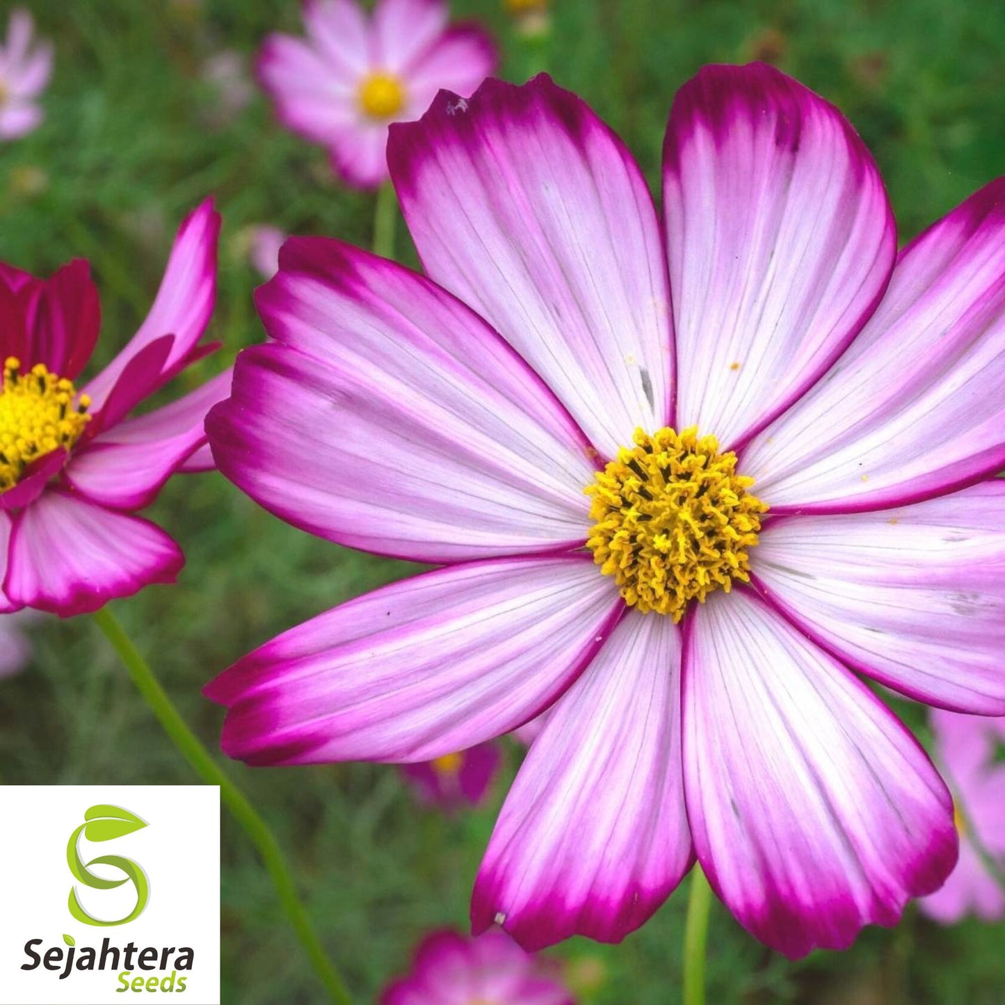 Cosmos Candy Stripe Seeds {Cosmos bipinnatus} 50+ Seeds | Vibrant Flowers