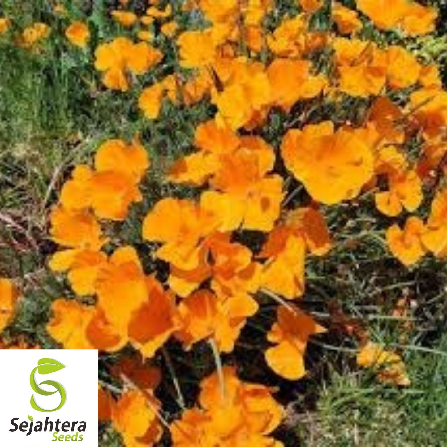 California Orange Poppy Seeds - 500+ Heirloom - Vibrant & Pollinator-Friendly