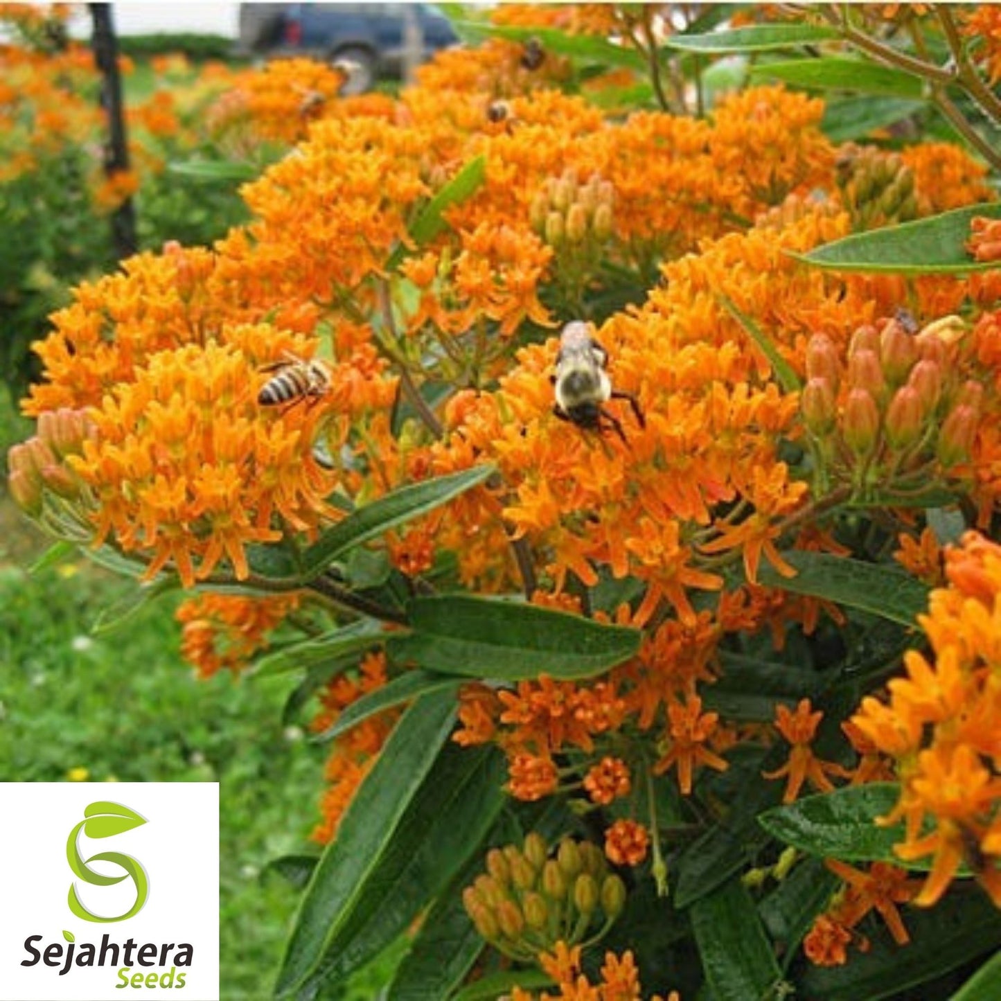 Butterfly Milkweed Seeds 30+ | Asclepias Tuberosa Perennial Wildflower USA