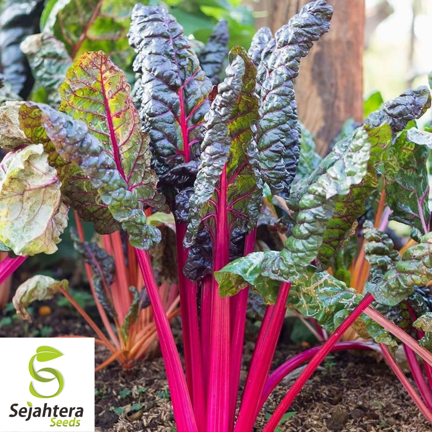 100 Pink Lipstick Swiss Chard Seeds - Heirloom, Non-GMO Vegetable Garden