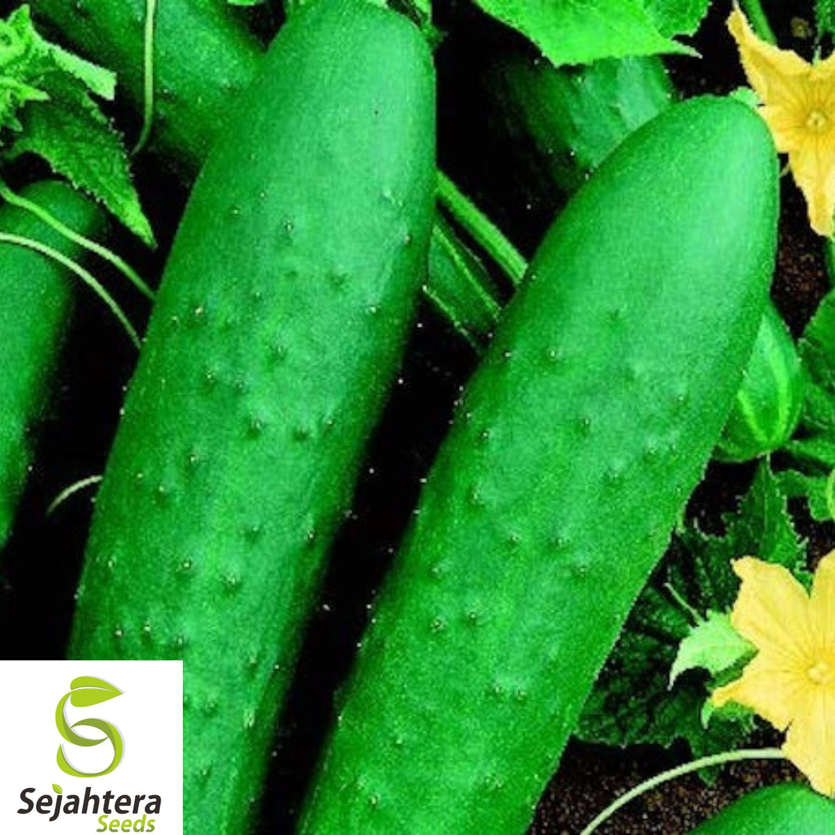 200+ Double Yield Cucumber Seeds - Heirloom, Organic, Non-GMO, High-Yield & Fresh