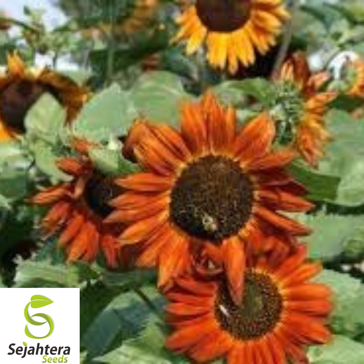 100+ Earthwalker Sunflower Seeds - Heirloom, Rare, Multi-Colored, Tall Blooms