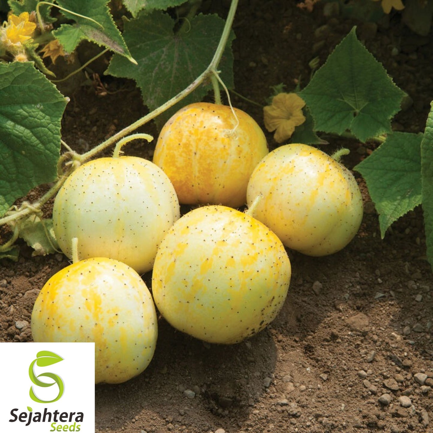 50+ Lemon Cucumber Seeds - Heirloom, Organic, Non-GMO, Rare & Sweetly Crisp
