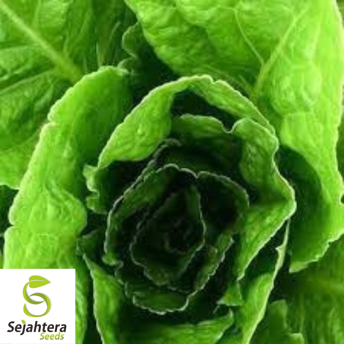 Red Romaine Lettuce Seeds - 500+ Heirloom, Organic, Non-GMO & Fresh