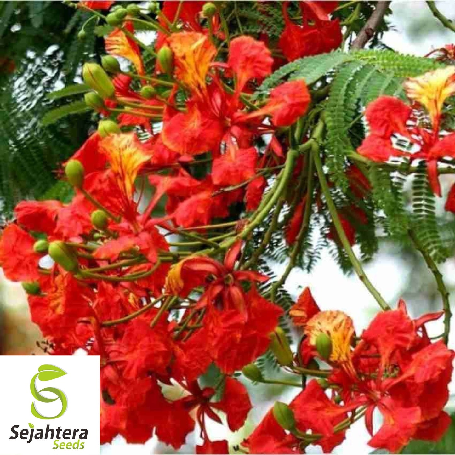 Red Flame Tree Seeds {Delonix regia} Bonsai Favorite | 5 Seeds