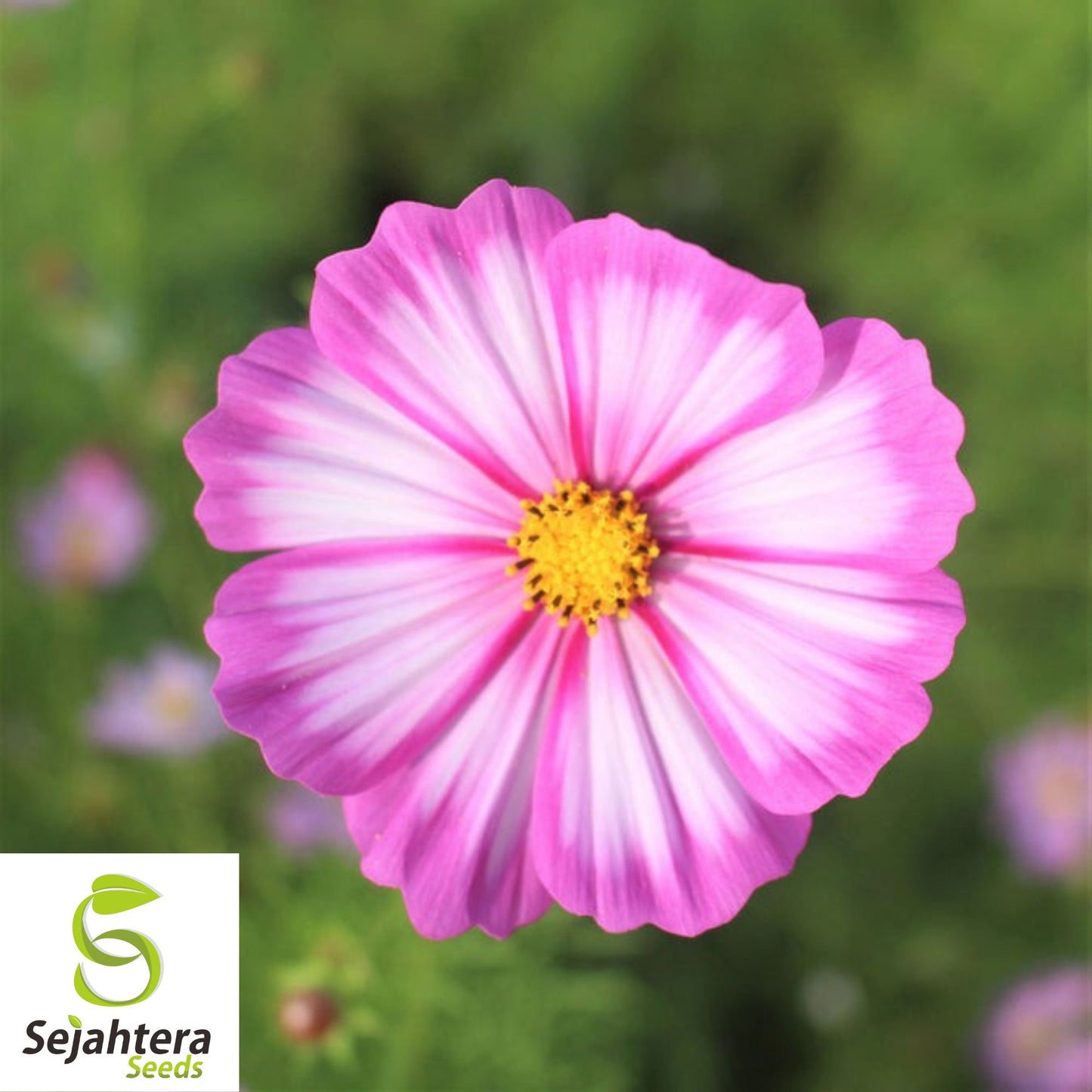 Cosmos Candy Stripe Seeds {Cosmos bipinnatus} 50+ Seeds | Vibrant Flowers