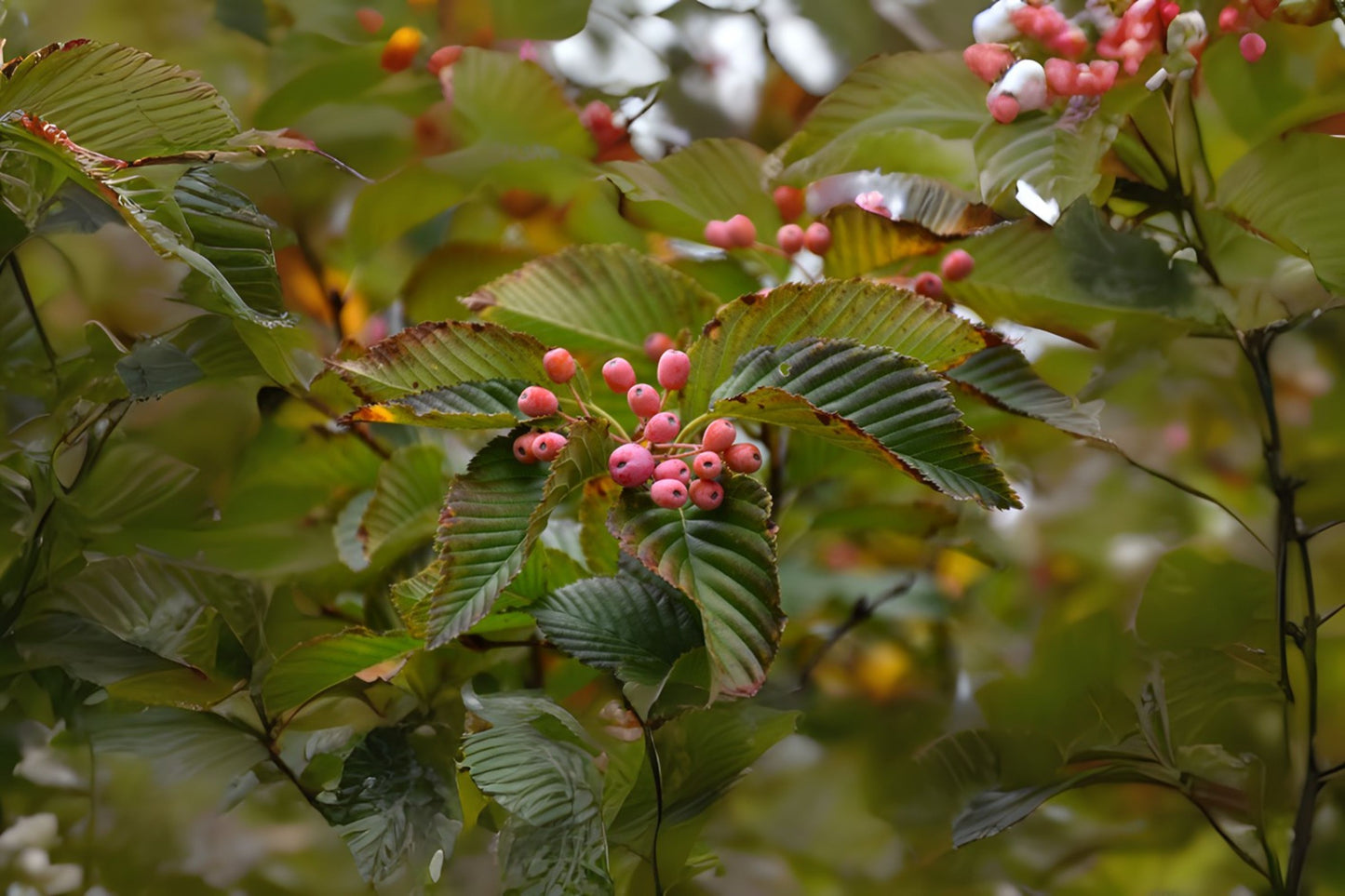 Korean Ash (Sorbus alnifolia)