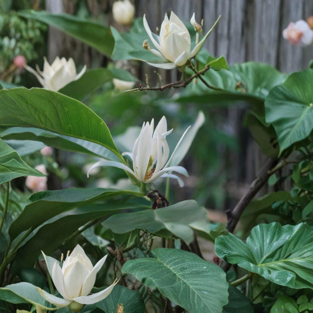 White Champaca – Ngọc Lan Trắng – Michelia alba Air-Layered Live Tree | 3 Feet Tall | Ships in 3 Gallon Pot Highly Fragrant White Flowers | Bigger Trunk | Premium Perfume Flower