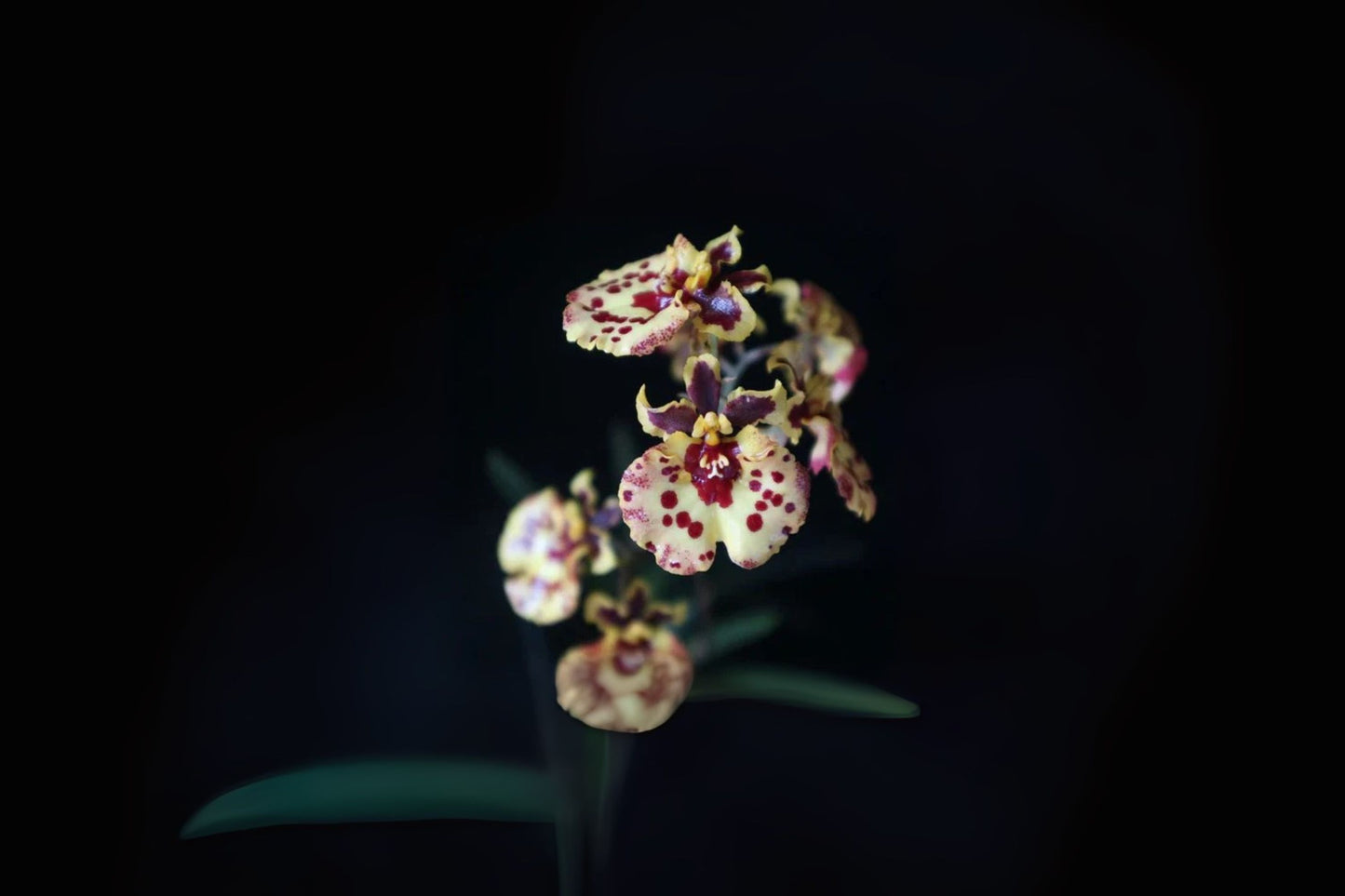 Tolumnia Orchid in 3" Pot - Jairak Firm ‘Ladybug’ - Vibrant Red & Pink Blooms - Oncidium Hybrid - USA Grown