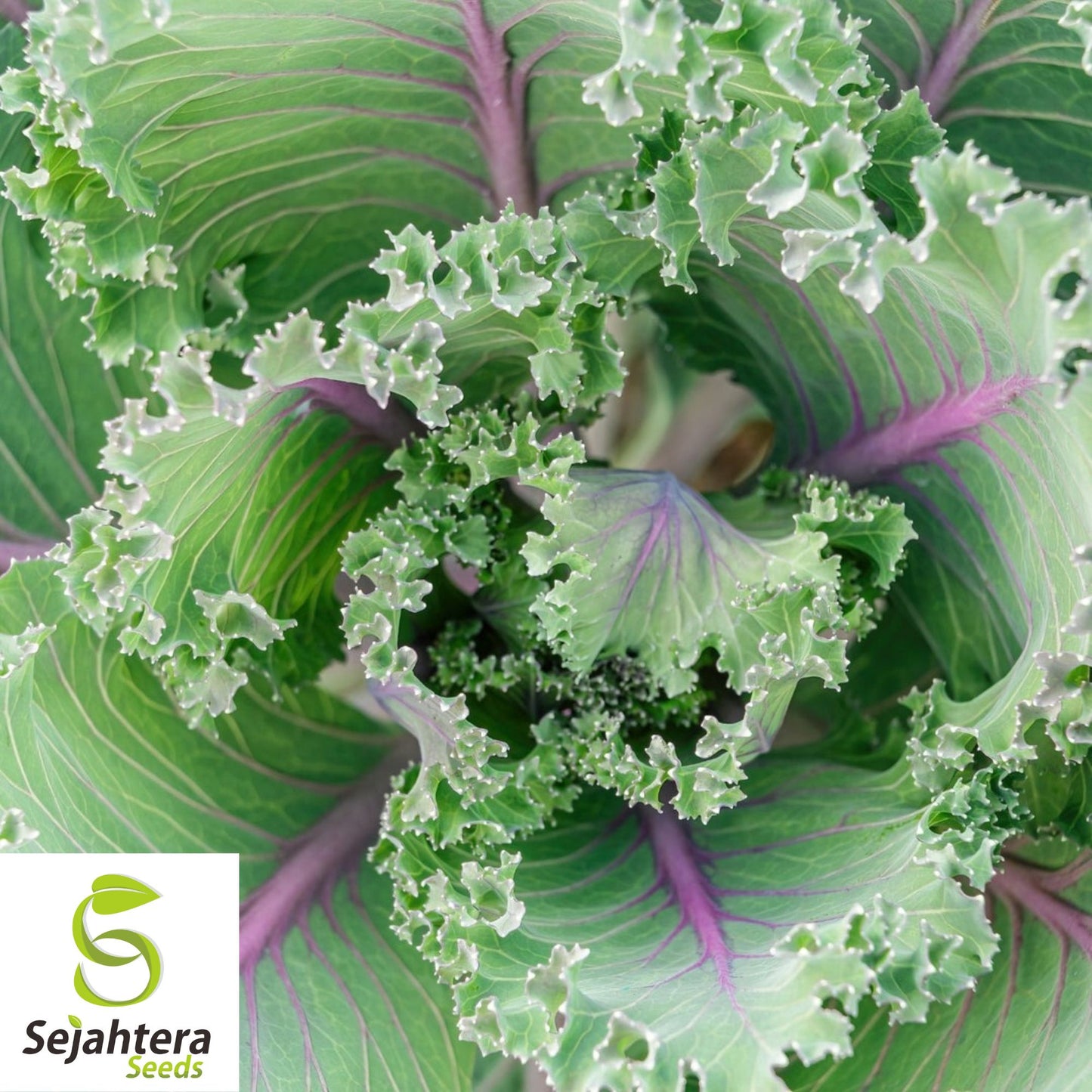 Red Russian Kale Seeds 500+ | Heirloom NON-GMO Vegetable Garden USA