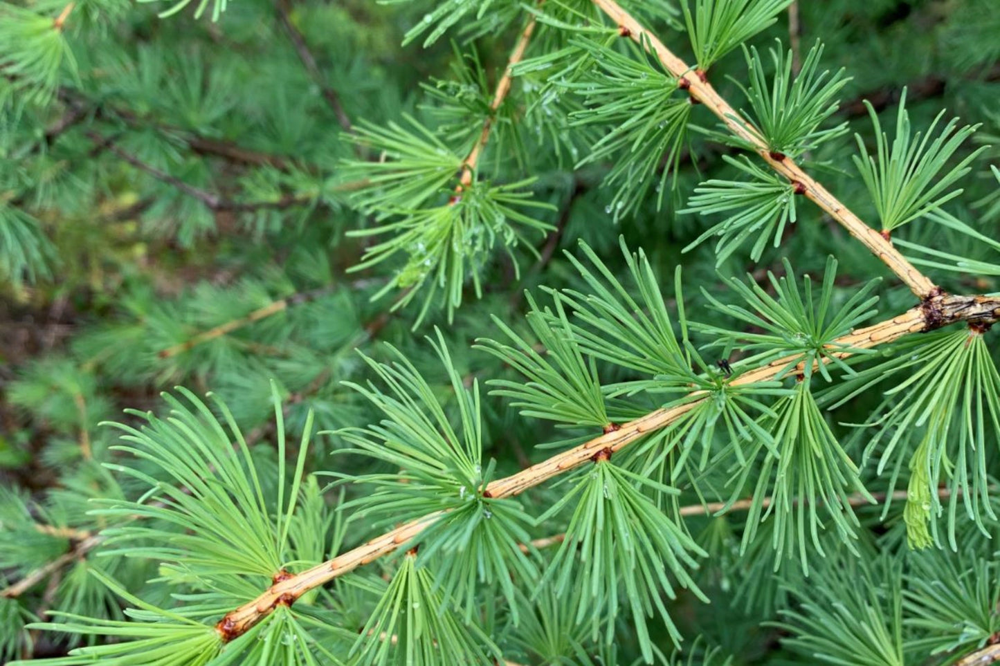 Siberian Larch (Larix sibirica)