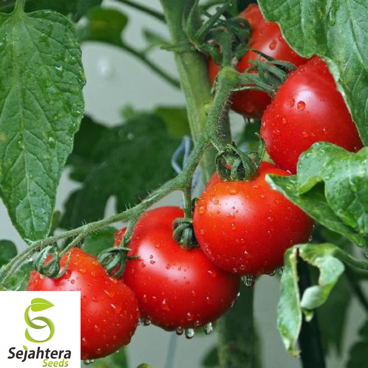 120+ Ace 55 Tomato Seeds - Heirloom, Non-GMO, Low-Acid, Juicy & High-Yield Variety