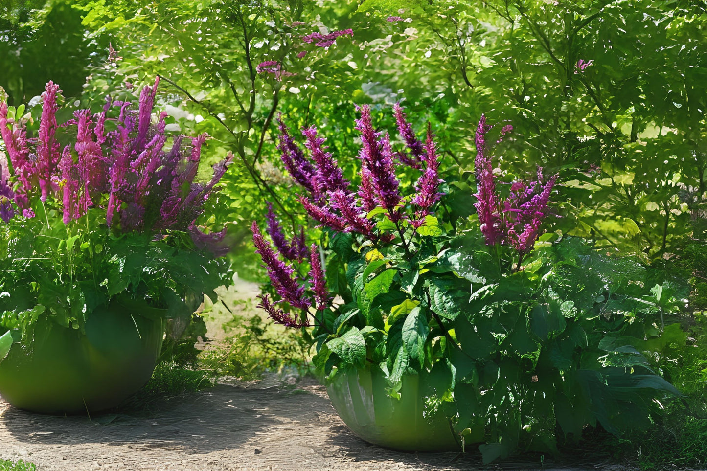 Purple Firespike Plant - Starter Size Odontonema callistachyum - Live Semi-Tropical Perennial Shrub for Butterfly Gardens