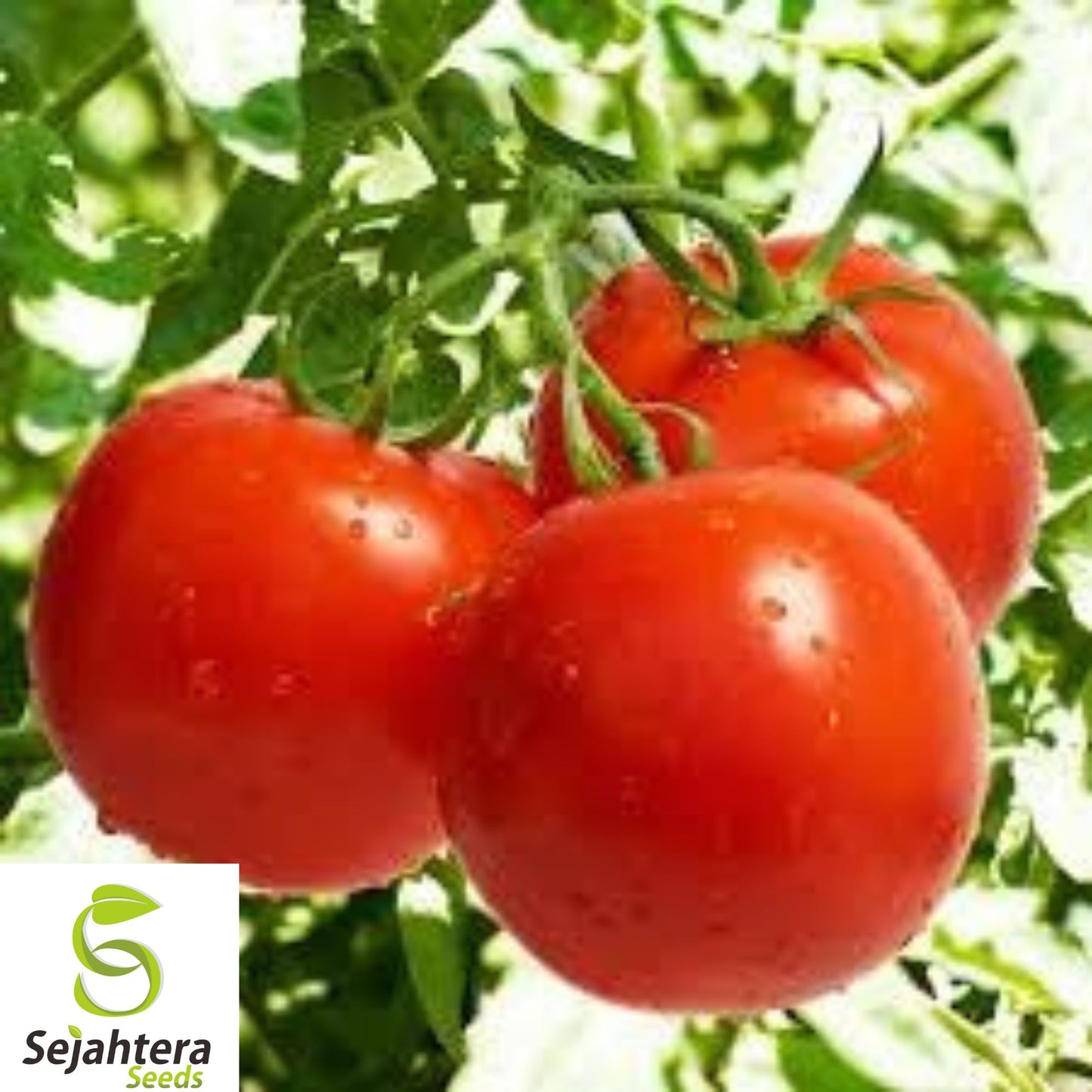 120+ Ace 55 Tomato Seeds - Heirloom, Non-GMO, Low-Acid, Juicy & High-Yield Variety