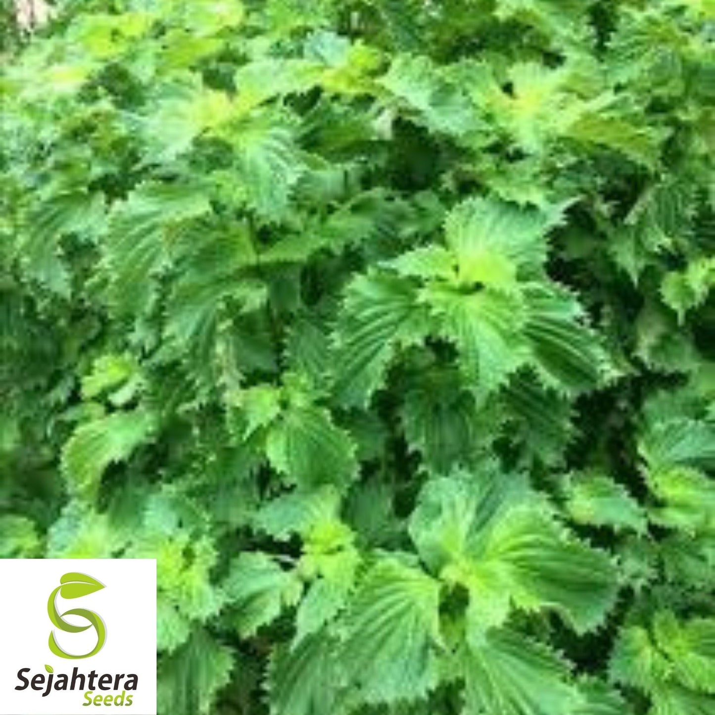 Green Shiso Seeds 50+ | Perilla Herb Asian Mint Annual for Cuisine USA