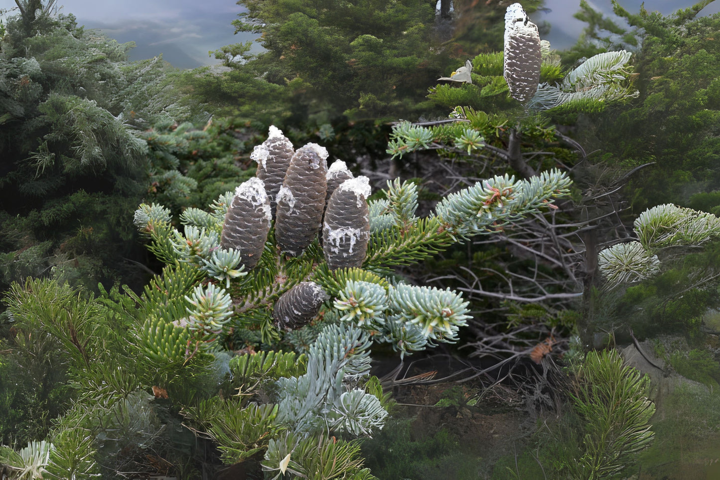 Bracted Balsam Canaan Fir (Abies balsamea var. phanerolepis Nova Scotia)