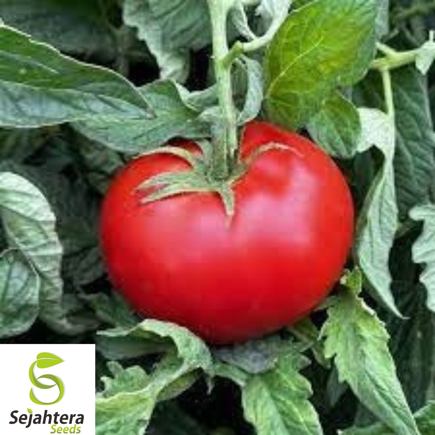 120+ Ace 55 Tomato Seeds - Heirloom, Non-GMO, Low-Acid, Juicy & High-Yield Variety