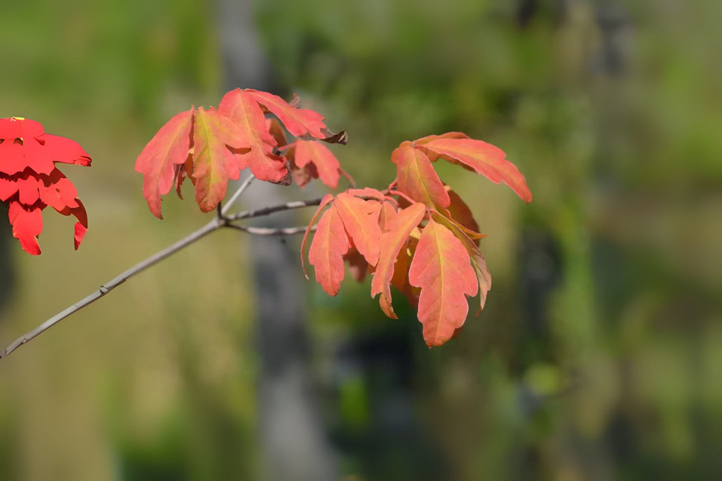 Paperbark Maple (Acer griseum dewinged)