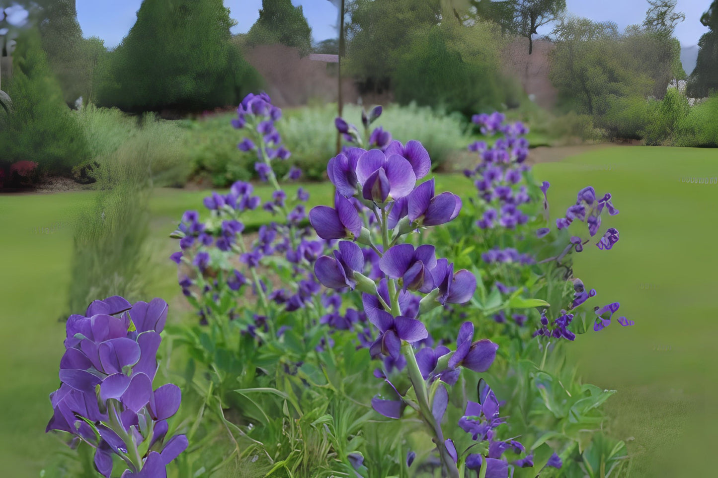 Blue False Indigo Blue Wild Horse Fly Rattlebush Rattleweed (Baptisia australis)