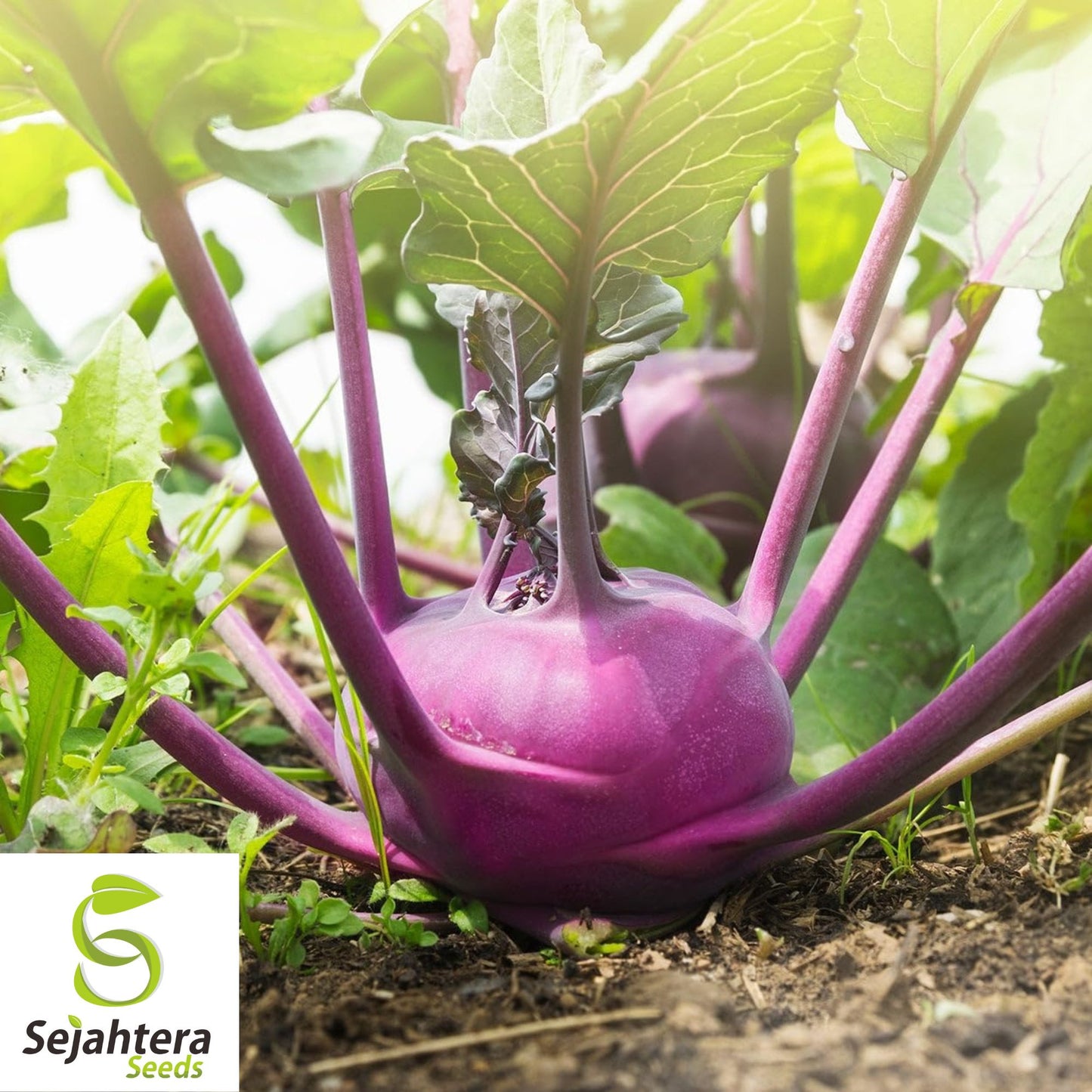 500 Purple Vienna Kohlrabi Seeds - Non-GMO, Nutritious & Unique