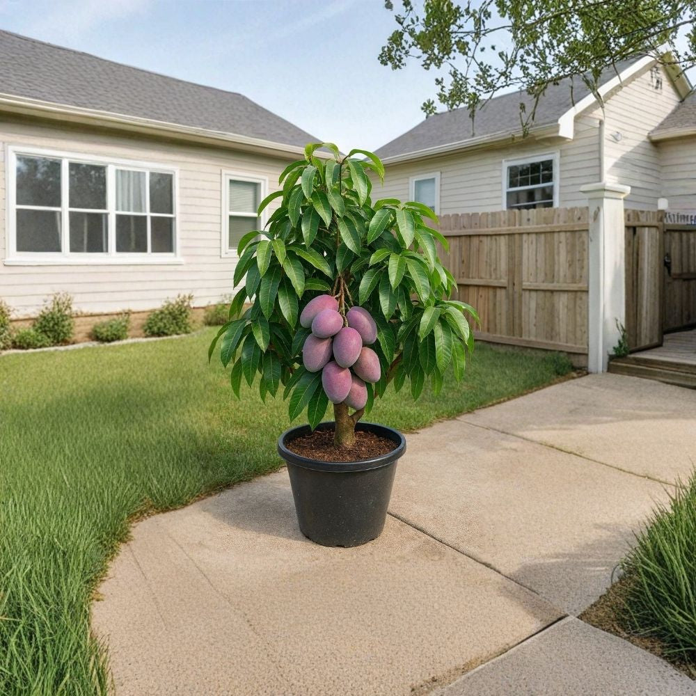 Palmer Mango Tree – Mangifera indica Live Seedling | USDA Certified | Tropical Starter Plant Large Sweet Fruit Lineage | Vigorous Growth | Collector Favorite