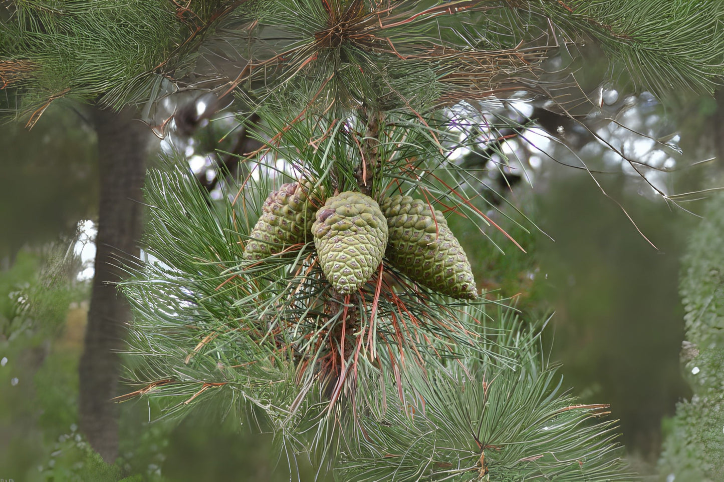 Insignis Monterey Radiata Pine (Pinus radiata)