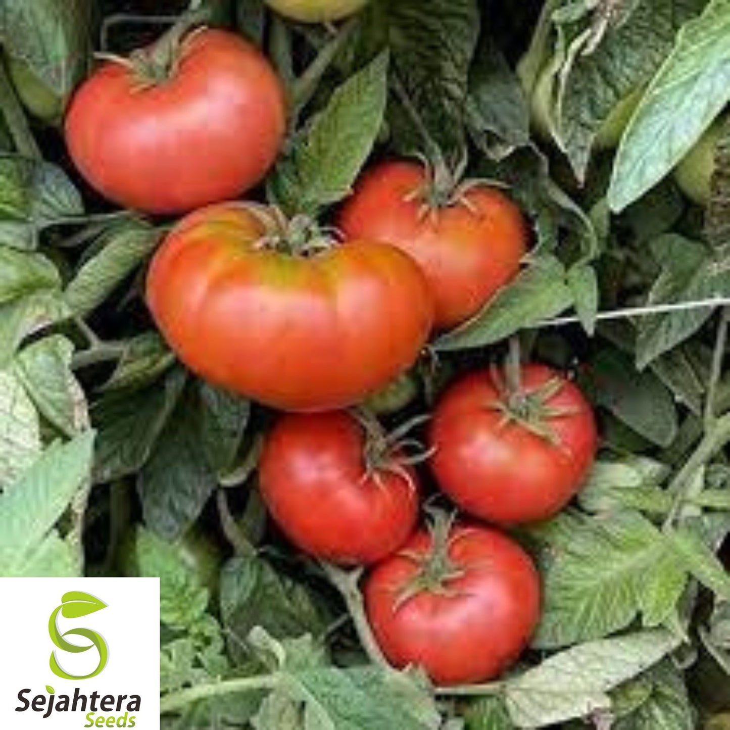 120+ Ace 55 Tomato Seeds - Heirloom, Non-GMO, Low-Acid, Juicy & High-Yield Variety