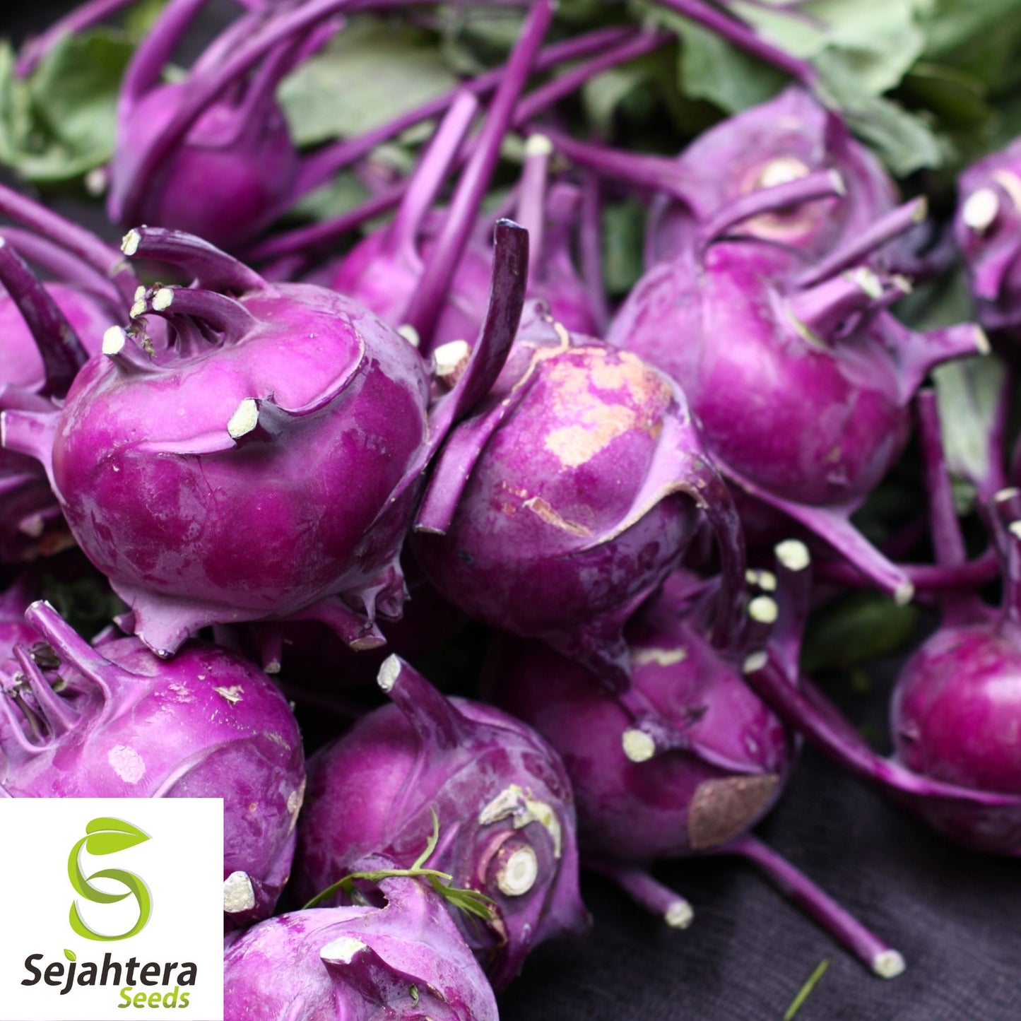 500 Purple Vienna Kohlrabi Seeds - Non-GMO, Nutritious & Unique