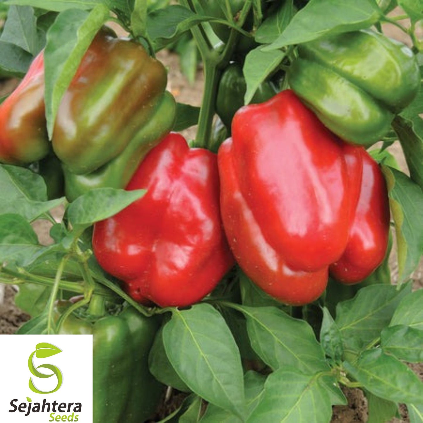 30+ Giant Red Bell Pepper Seeds - Heirloom, Organic, Non-GMO, Sweet & Fresh